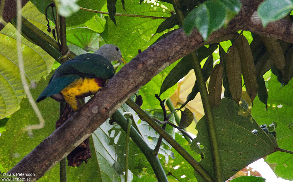 Wompoo Fruit Dove