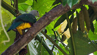 Wompoo Fruit Dove