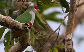 Beautiful Fruit Dove