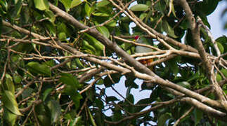 Beautiful Fruit Dove