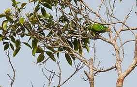 Dwarf Fruit Dove