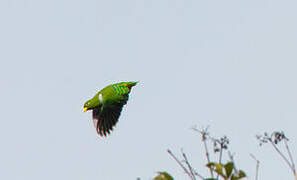 Dwarf Fruit Dove