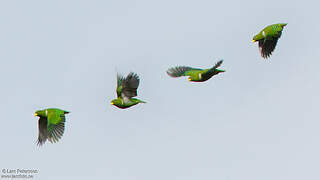 Ptilope nain lape282911