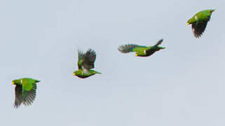 Dwarf Fruit Dove