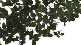 Dwarf Fruit Dove