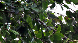 Dwarf Fruit Dove