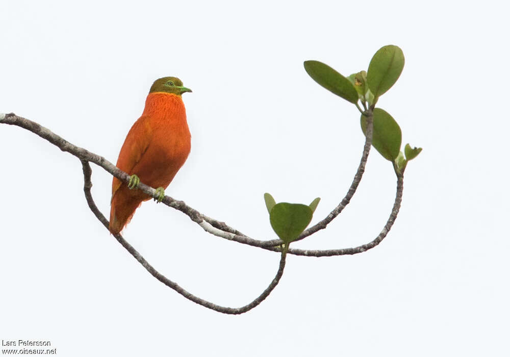 Orange Dove