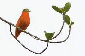 Orange Fruit Dove