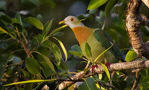 Pink-spotted Fruit Dove