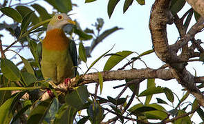 Pink-spotted Fruit Dove