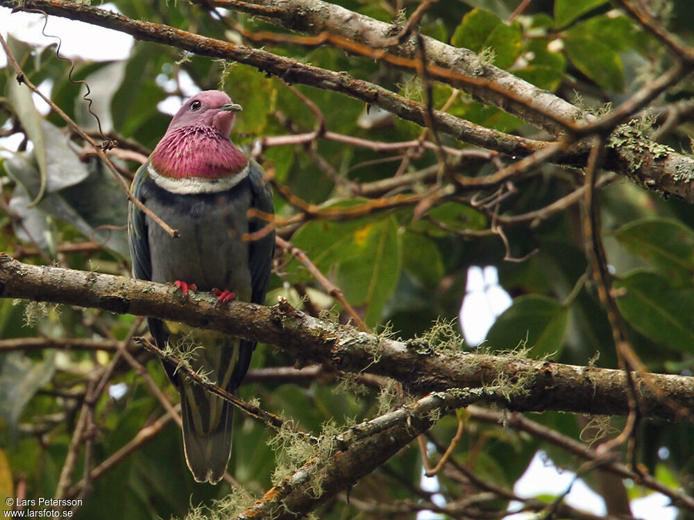 Pink-headed Fruit Dove