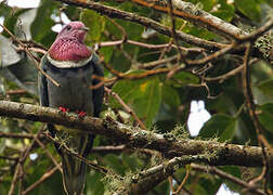 Pink-headed Fruit Dove