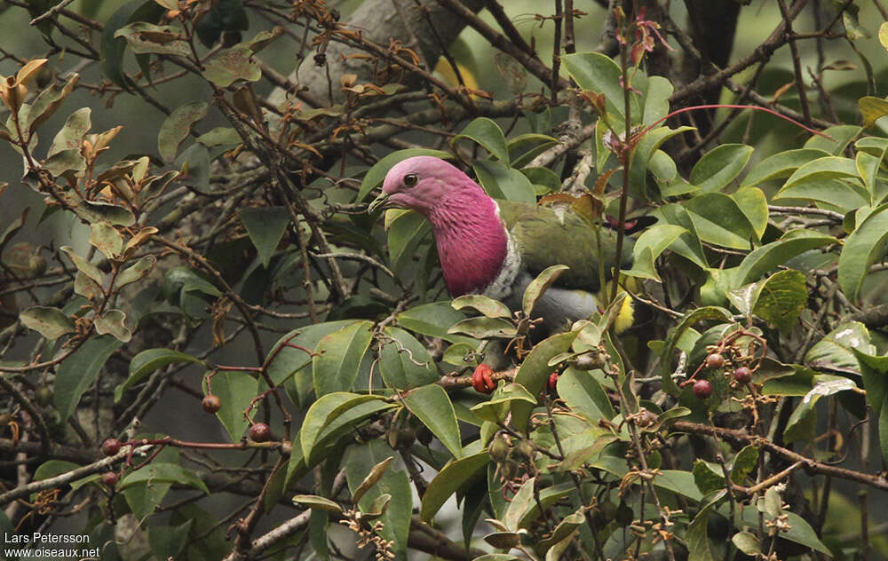 Pink-headed Fruit Doveadult, close-up portrait