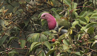 Pink-headed Fruit Dove