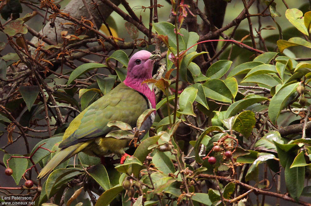 Pink-headed Fruit Doveadult, identification