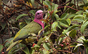 Pink-headed Fruit Dove