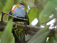 Superb Fruit Dove