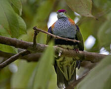 Superb Fruit Dove