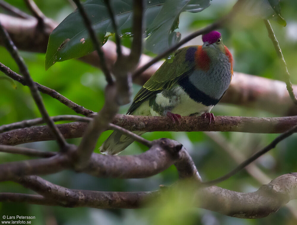 Superb Fruit Dove