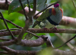 Superb Fruit Dove