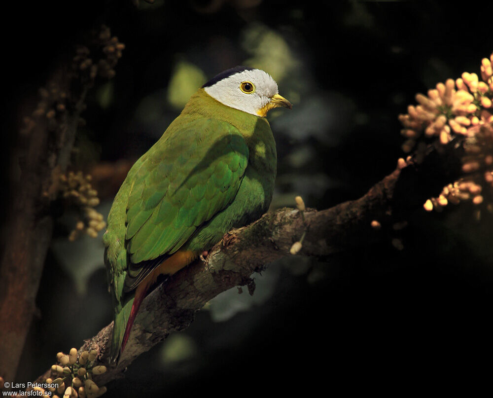 Black-naped Fruit Dove