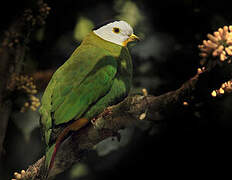 Black-naped Fruit Dove