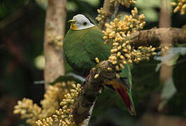 Black-naped Fruit Dove