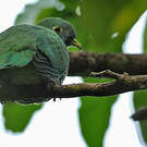 Ptilope turgris