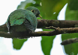 Black-naped Fruit Dove