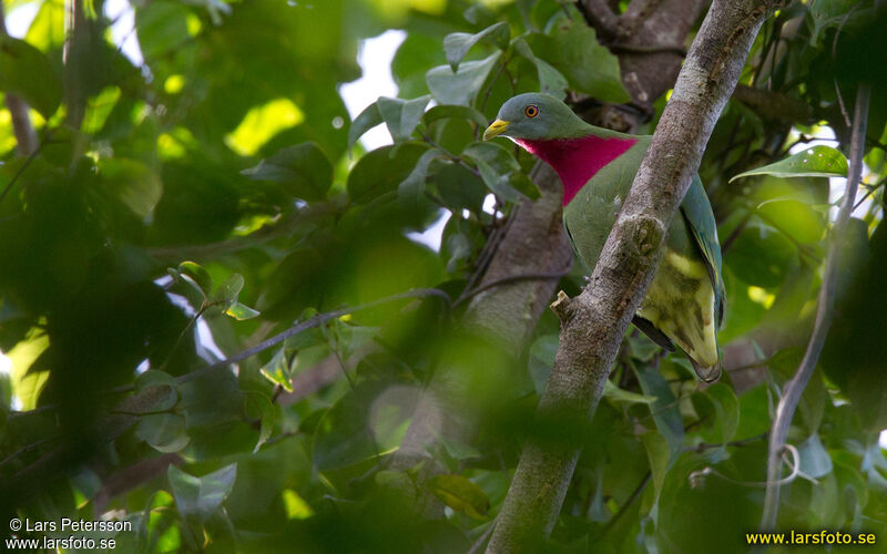 Claret-breasted Fruit Dove