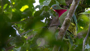 Claret-breasted Fruit Dove