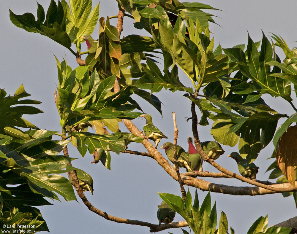 Claret-breasted Fruit Dove