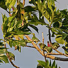 Ptilope turvert