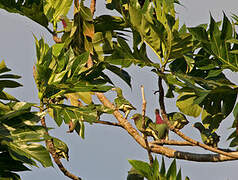 Claret-breasted Fruit Dove