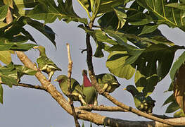 Claret-breasted Fruit Dove