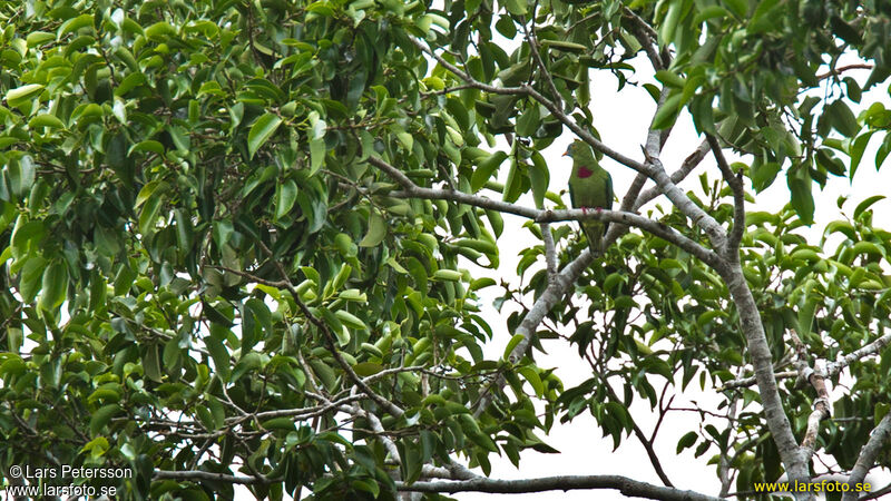 Claret-breasted Fruit Dove