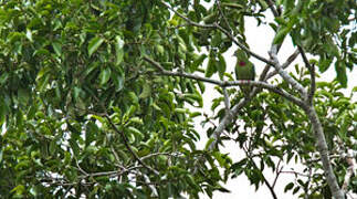 Claret-breasted Fruit Dove