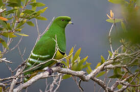 Cloven-feathered Dove