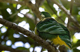 Cloven-feathered Dove