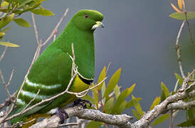 Cloven-feathered Dove