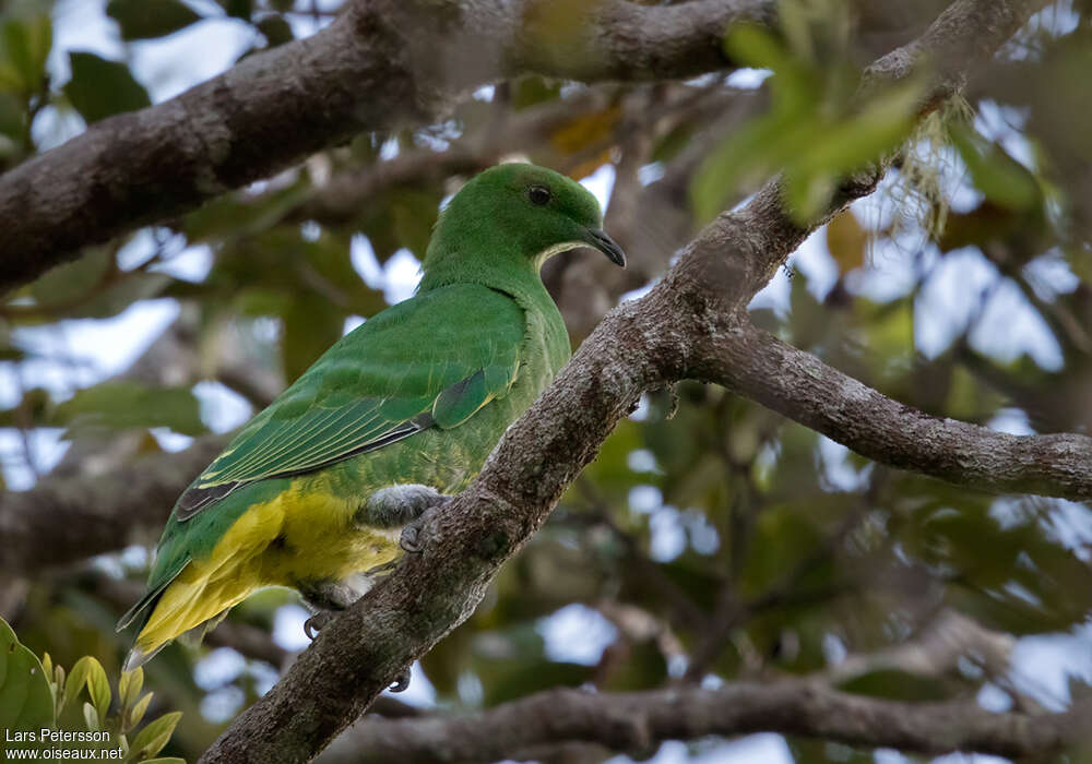 Cloven-feathered Dove