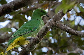 Cloven-feathered Dove