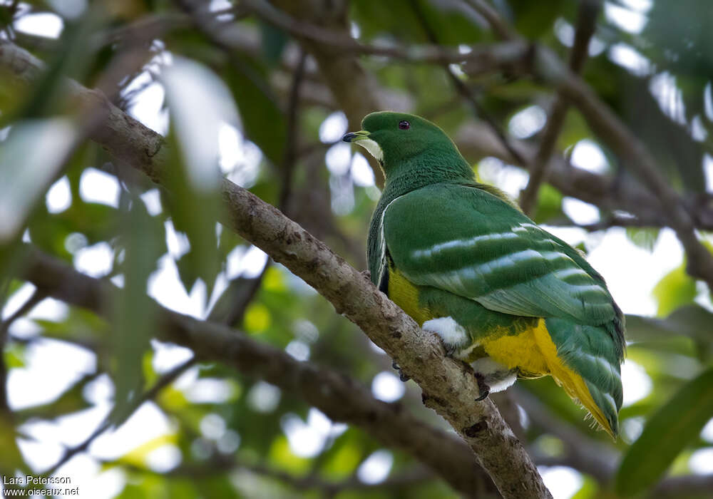 Cloven-feathered Dove