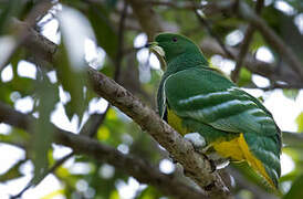 Cloven-feathered Dove