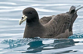 White-chinned Petrel