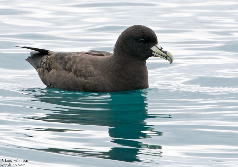 White-chinned Petrel