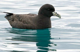 White-chinned Petrel