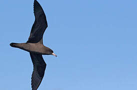 Flesh-footed Shearwater