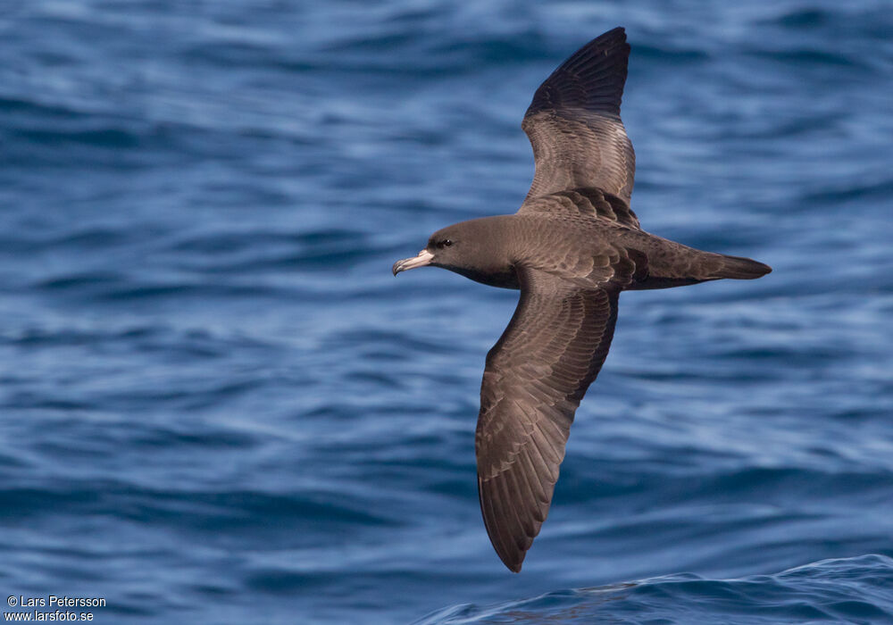 Flesh-footed Shearwater