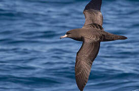 Flesh-footed Shearwater